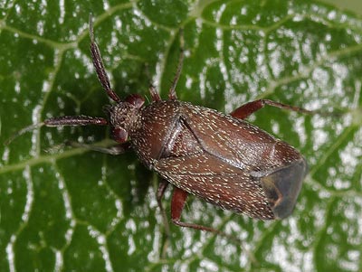Atractotomus mali