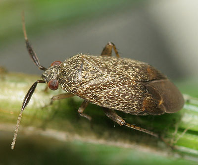 Atractotomus parvulus