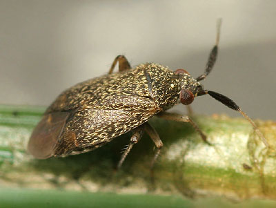 Atractotomus parvulus
