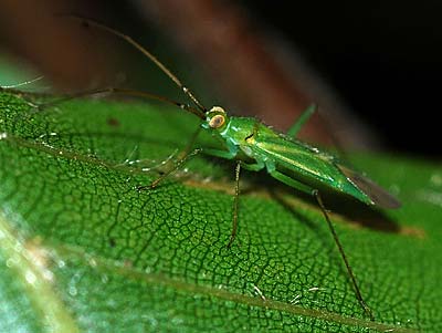 Blepharidopterus angulatus