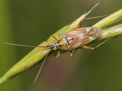 Calocoris roseomaculatus
