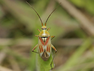 Calocoris roseomaculatus