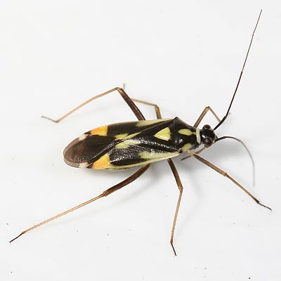 Grypocoris stysi