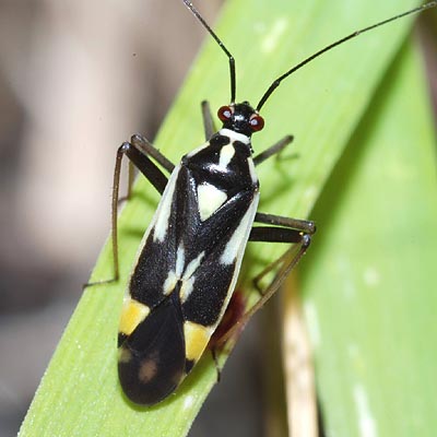 Grypocoris stysi