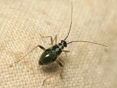 Grypocoris stysi nymph