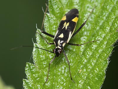 Grypocoris stysi