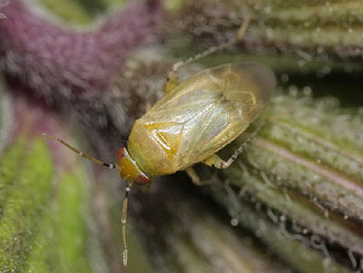 Campylomma verbasci