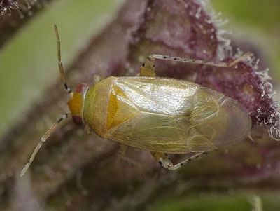 Campylomma verbasci