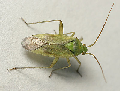 Closterotomus norwegicus