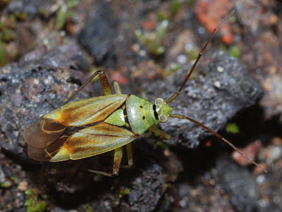 Closterotomus norwegicus