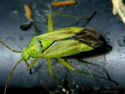 Closterotomus norwegicus