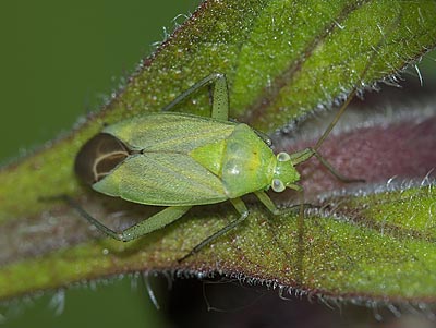 Closterotomus norwegicus