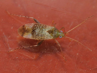 Compsidolon salicellum