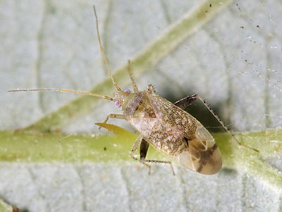 Compsidolon salicellum