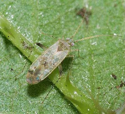 Compsidolon salicellum