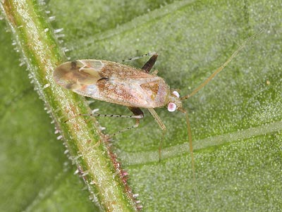 Compsidolon salicellum