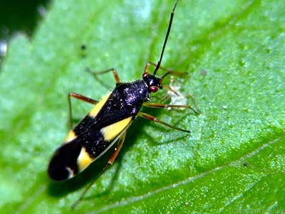 Dryophilocoris flavoquadrimaculatus