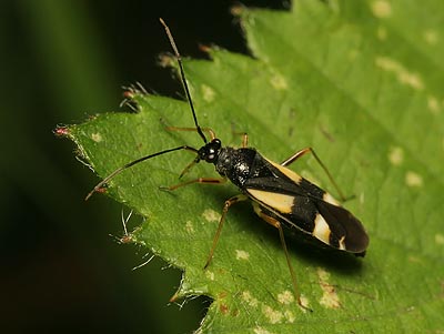 Dryophilocoris flavoquadrimaculatus