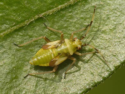 Dryophilocoris flavoquadrimaculatus