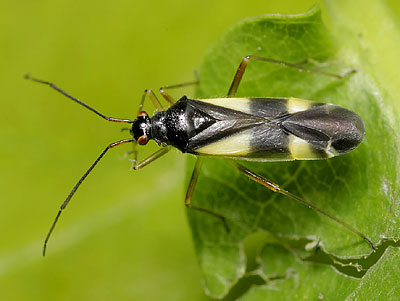 Dryophilocoris flavoquadrimaculatus