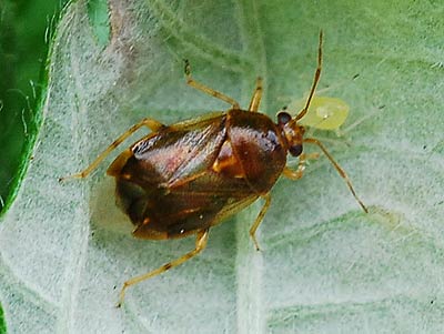 Deraeocoris lutescens