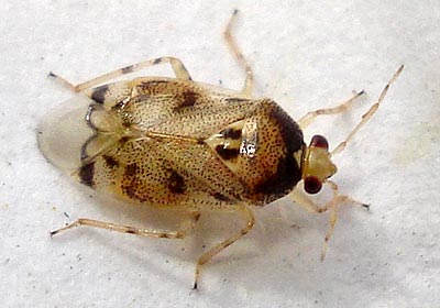 Deraeocoris lutescens