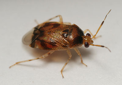 Deraeocoris lutescens