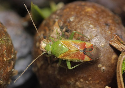 Dichrooscytus gustavi