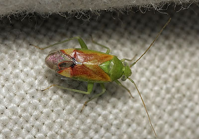Dichrooscytus gustavi