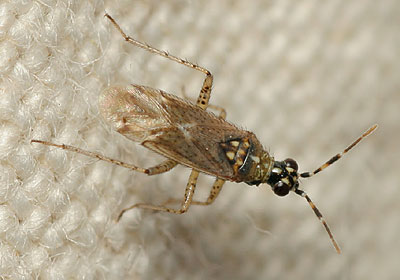 Dicyphus annulatus