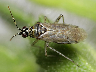 Dicyphus annulatus