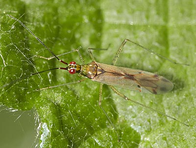 Dicyphus errans