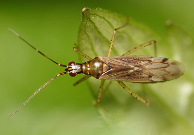 Dicyphus errans