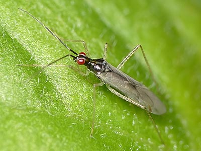 Dicyphus errans