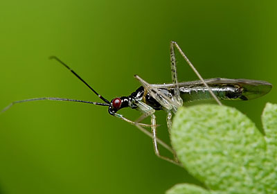 Dicyphus errans