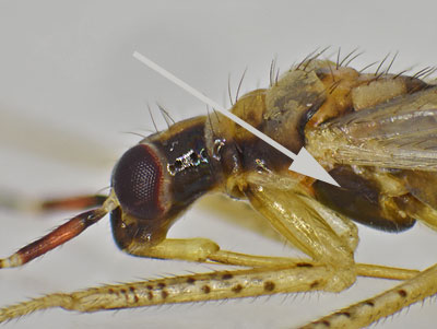 Dicyphus errans