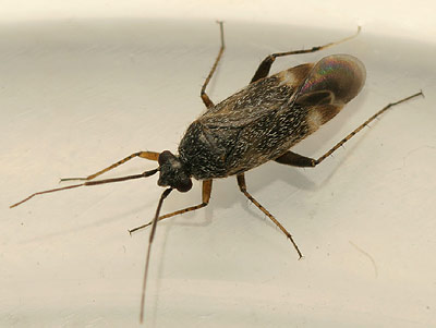 Europiella artemesiae