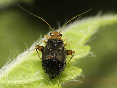 Halticus luteicollis