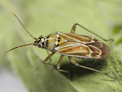 Hoplomachus thunbergii