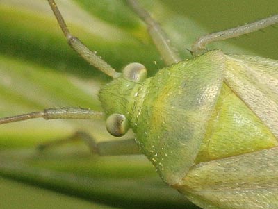 Lygocoris pabulinus close-up