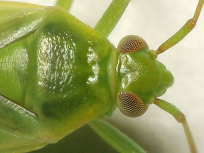 Lygocoris rugicollis