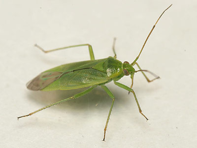 Lygocoris rugicollis