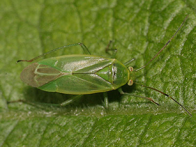 Lygocoris rugicollis