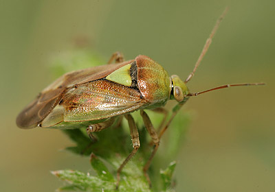 Lygus maritimus