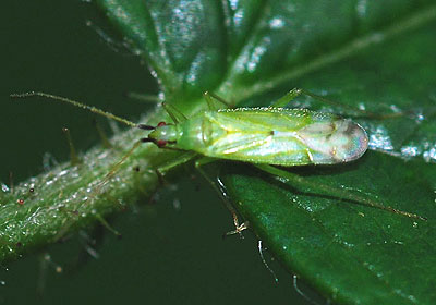 Macrolophus rubi