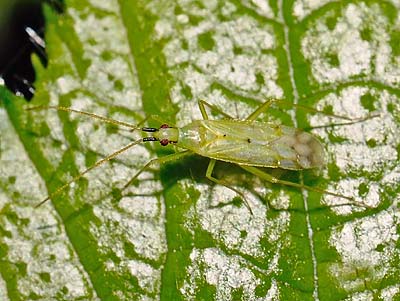 Macrolophus rubi