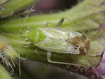 Macrotylus horvathi