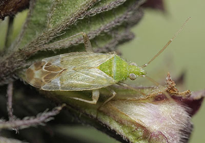 Macrotylus horvathi