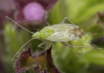 Macrotylus horvathi