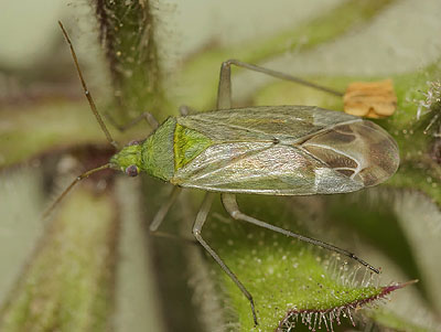 Macrotylus solitarius
